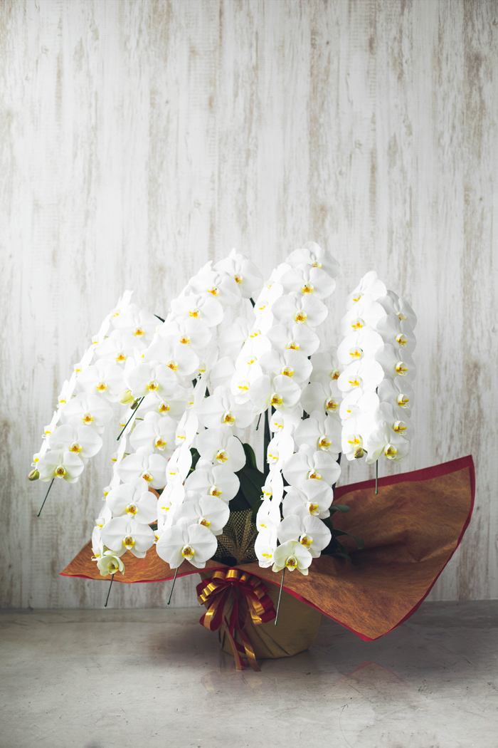 胡蝶蘭 大輪 90輪以上 7本立ち 白の写真3枚目