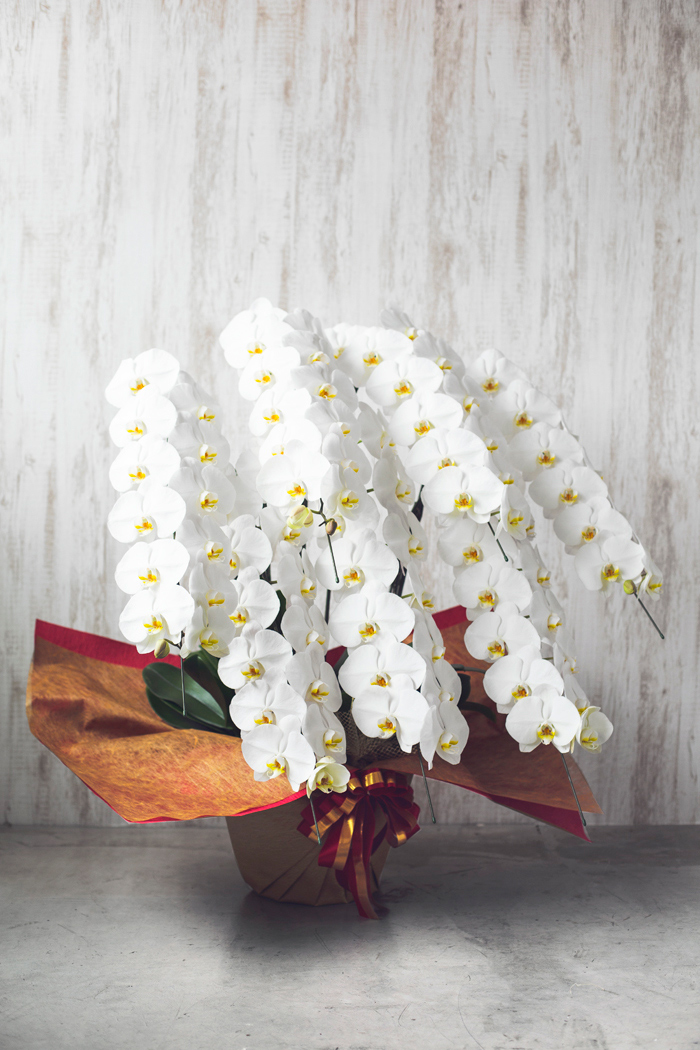 胡蝶蘭 90輪以上 7本立ち 白｜【公式】HanaPrime｜花と植物のギフト通販