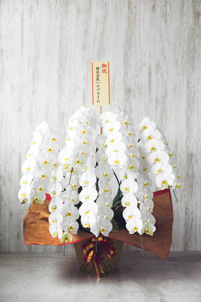 胡蝶蘭 大輪 90輪以上 7本立ち 白