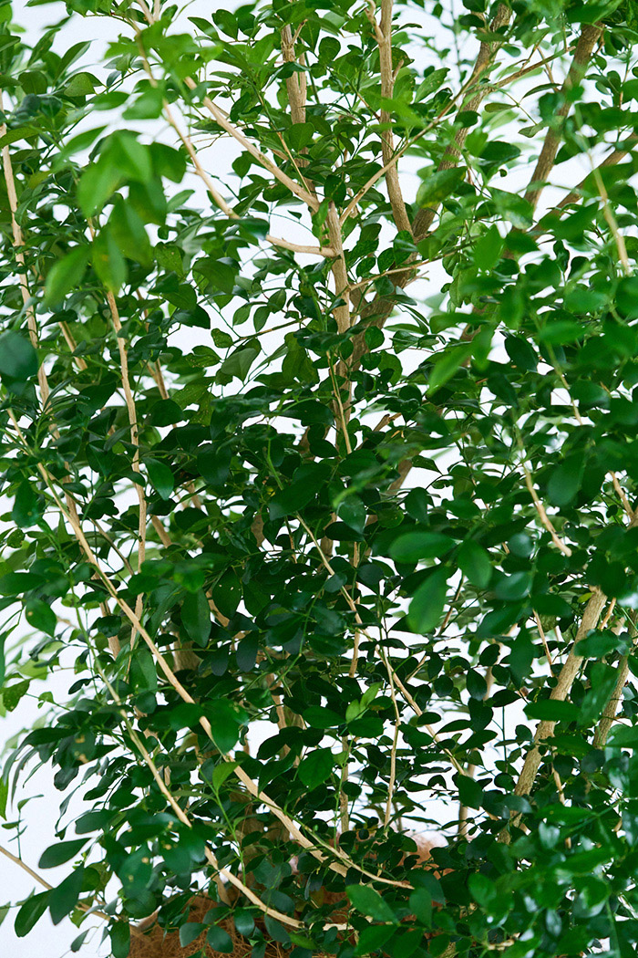 観葉植物 シルクジャスミン（10号鉢）の写真9枚目