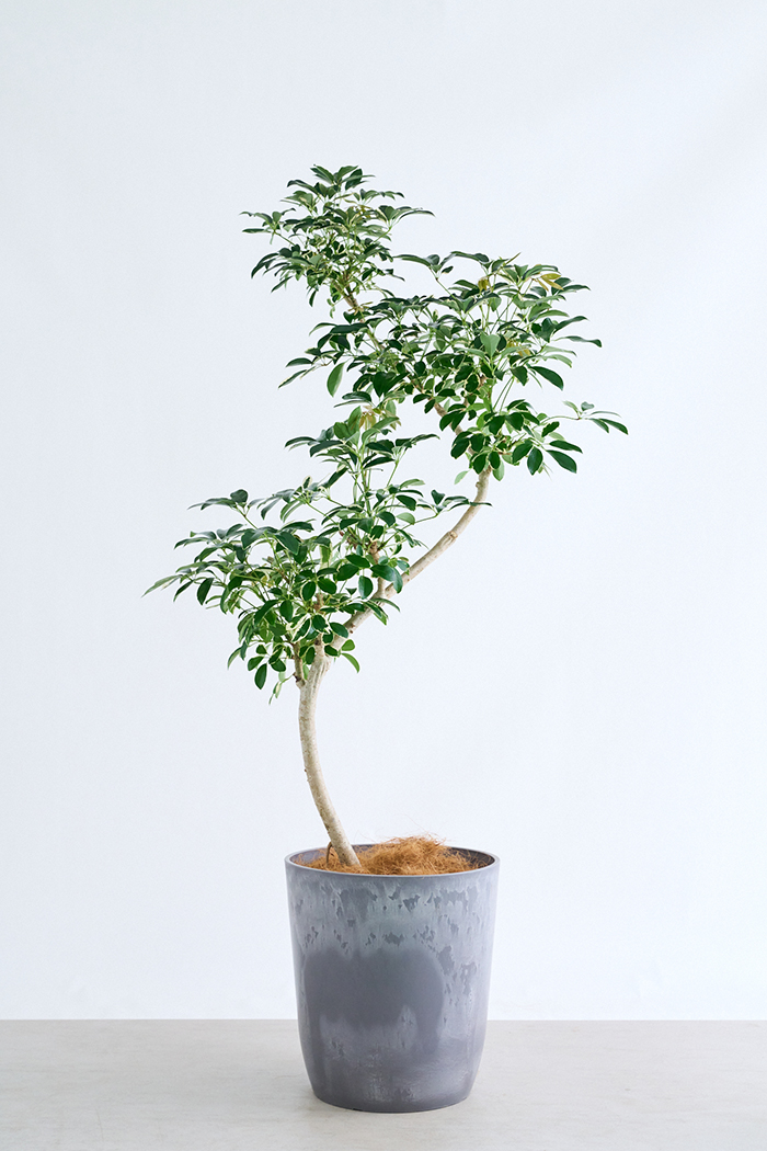観葉植物 シェフレラ ミルキー曲がり 一点もの(A)（10号鉢）の写真1枚目