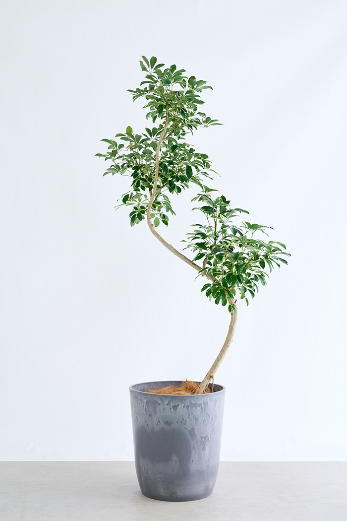観葉植物 シェフレラ ミルキー曲がり 一点もの(A)（10号鉢）の写真3枚目