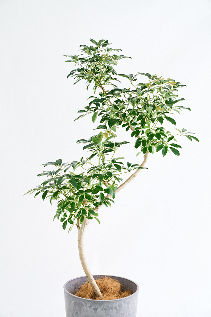 観葉植物 シェフレラ ミルキー曲がり 一点もの(A)（10号鉢）の写真4枚目