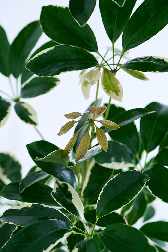 観葉植物 シェフレラ ミルキー曲がり 一点もの(A)（10号鉢）の写真5枚目