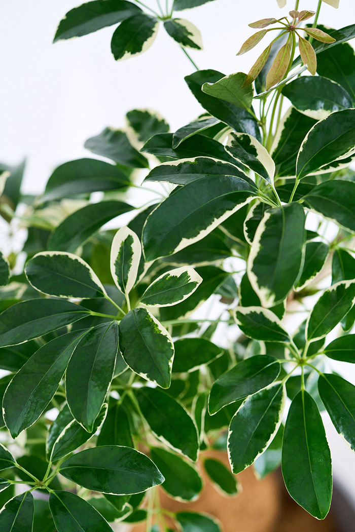 観葉植物 シェフレラ ミルキー曲がり 一点もの(A)（10号鉢）の写真6枚目