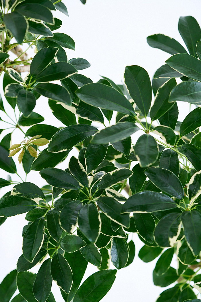 観葉植物 シェフレラ ミルキー曲がり 一点もの(A)（10号鉢）の写真7枚目