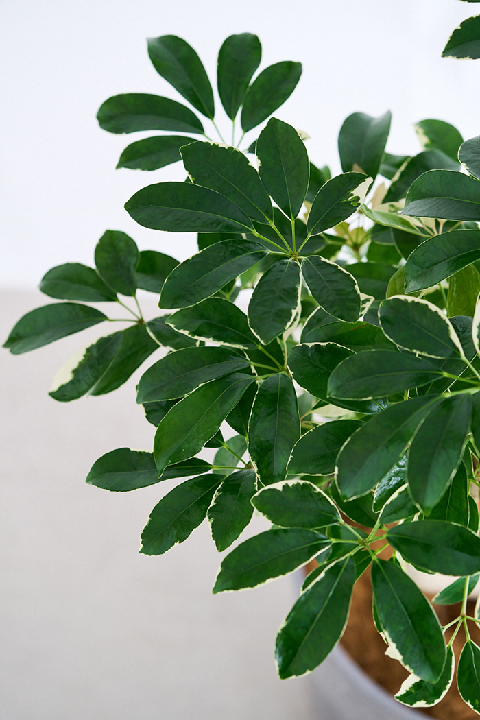 観葉植物 シェフレラ ミルキー曲がり 一点もの(A)（10号鉢）の写真8枚目