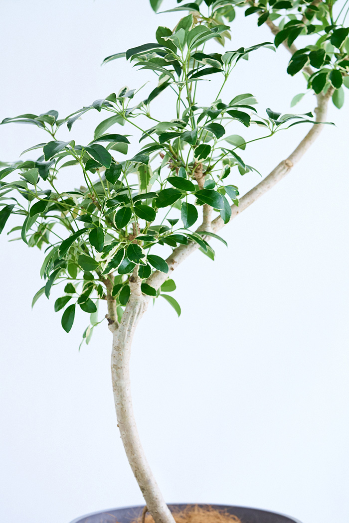 観葉植物 シェフレラ ミルキー曲がり 一点もの(A)（10号鉢）の写真10枚目