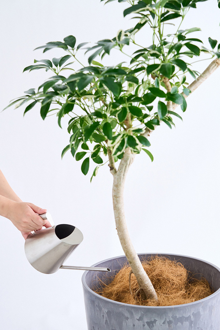 観葉植物 シェフレラ ミルキー曲がり 一点もの(A)（10号鉢）の写真12枚目