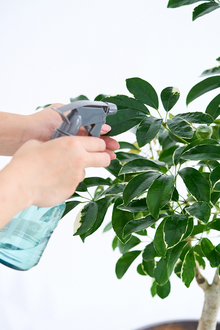 観葉植物 シェフレラ ミルキー曲がり 一点もの(A)（10号鉢）の写真13枚目