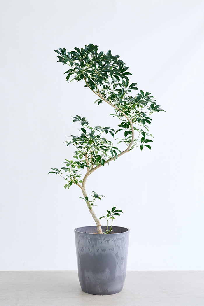 観葉植物 シェフレラ ミルキー曲がり 一点もの(B)（10号鉢）