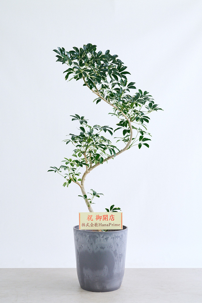 観葉植物 シェフレラ ミルキー曲がり 一点もの(B)（10号鉢）