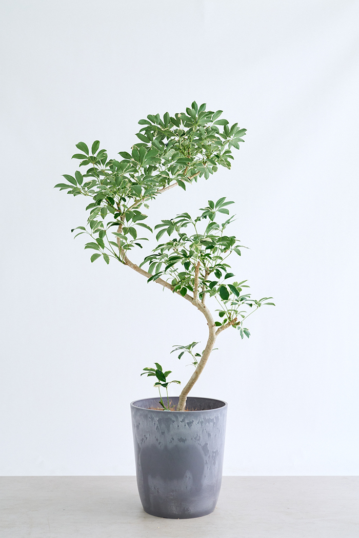 観葉植物 シェフレラ ミルキー曲がり 一点もの(B)（10号鉢）の写真3枚目