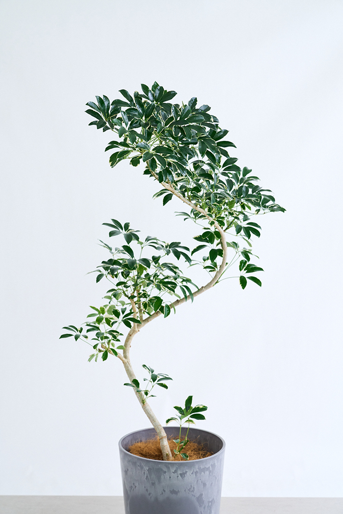 観葉植物 シェフレラ ミルキー曲がり 一点もの(B)（10号鉢）の写真4枚目