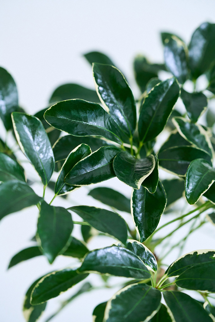 観葉植物 シェフレラ ミルキー曲がり 一点もの(B)（10号鉢）の写真5枚目