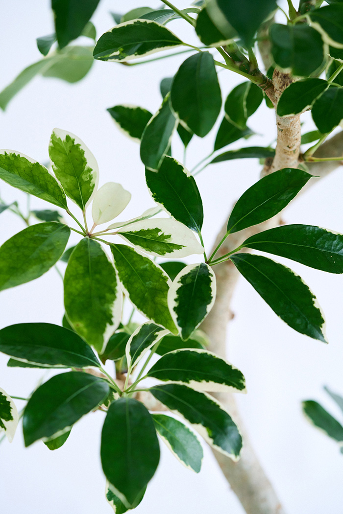 観葉植物 シェフレラ ミルキー曲がり 一点もの(B)（10号鉢）の写真6枚目