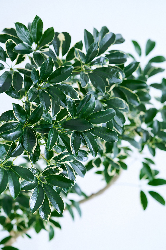 観葉植物 シェフレラ ミルキー曲がり 一点もの(B)（10号鉢）の写真7枚目