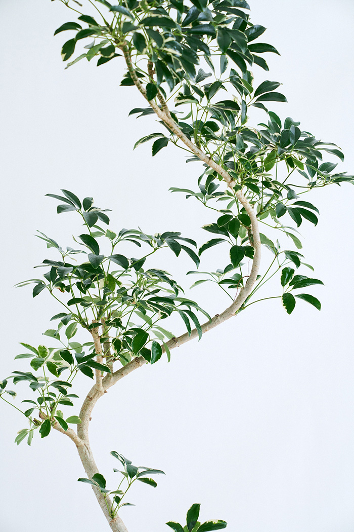 観葉植物 シェフレラ ミルキー曲がり 一点もの(B)（10号鉢）の写真8枚目