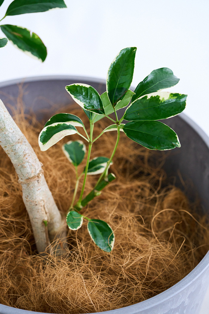 観葉植物 シェフレラ ミルキー曲がり 一点もの(B)（10号鉢）の写真9枚目