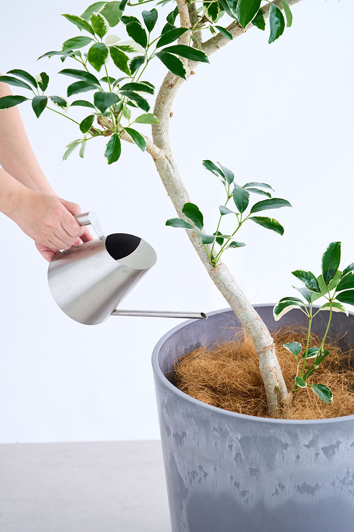 観葉植物 シェフレラ ミルキー曲がり 一点もの(B)（10号鉢）の写真10枚目