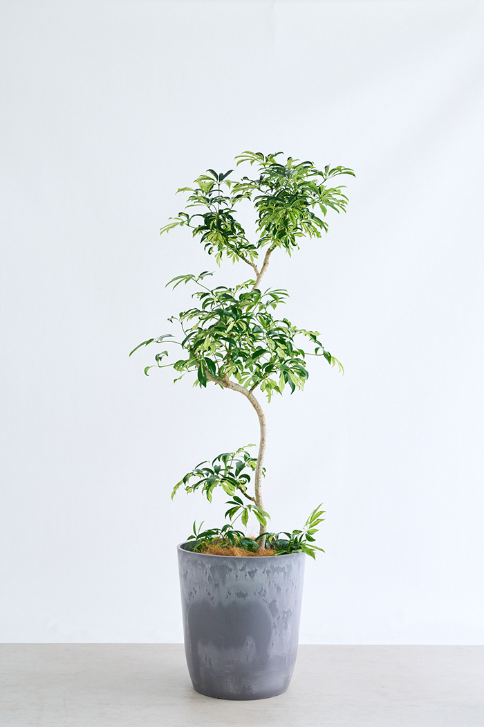 観葉植物 シェフレラ アッシュフォリア曲がり 一点もの(A)（10号鉢）の写真1枚目