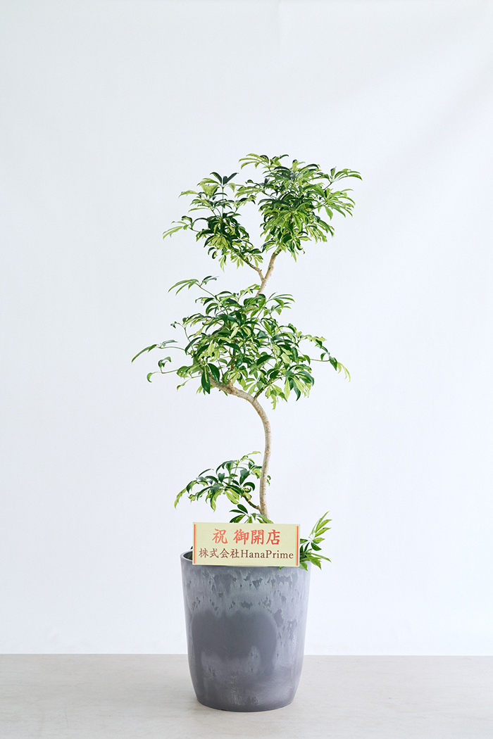 観葉植物 シェフレラ アッシュフォリア曲がり 一点もの(A)（10号鉢）の写真2枚目