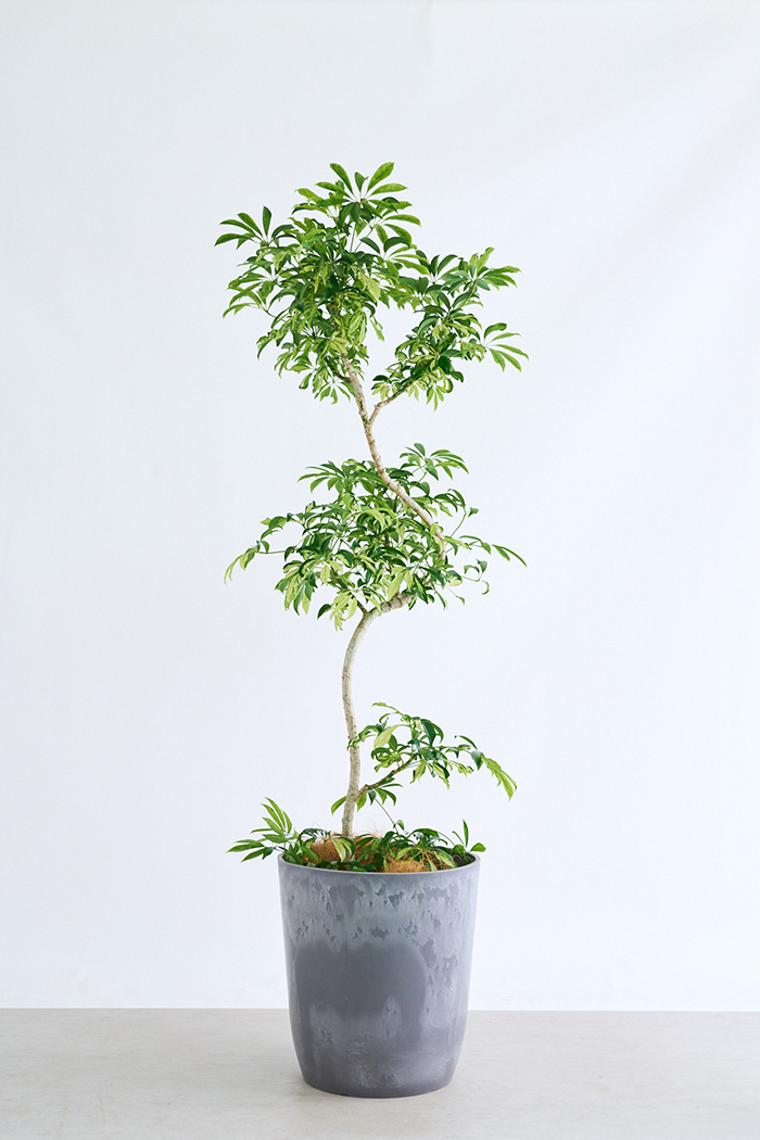 観葉植物 シェフレラ アッシュフォリア曲がり 一点もの(A)（10号鉢）の写真3枚目