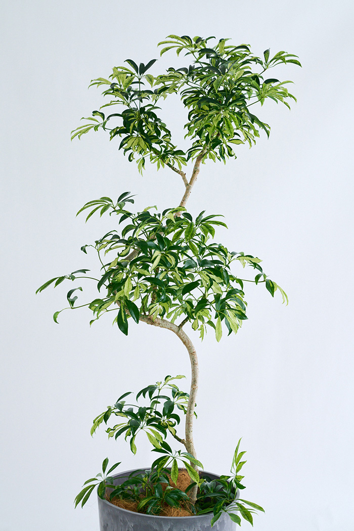 観葉植物 シェフレラ アッシュフォリア曲がり 一点もの(A)（10号鉢）の写真4枚目