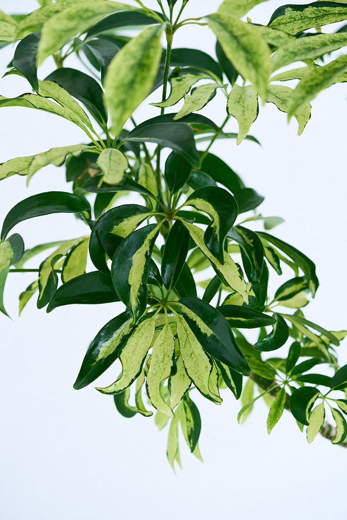 観葉植物 シェフレラ アッシュフォリア曲がり 一点もの(A)（10号鉢）の写真5枚目