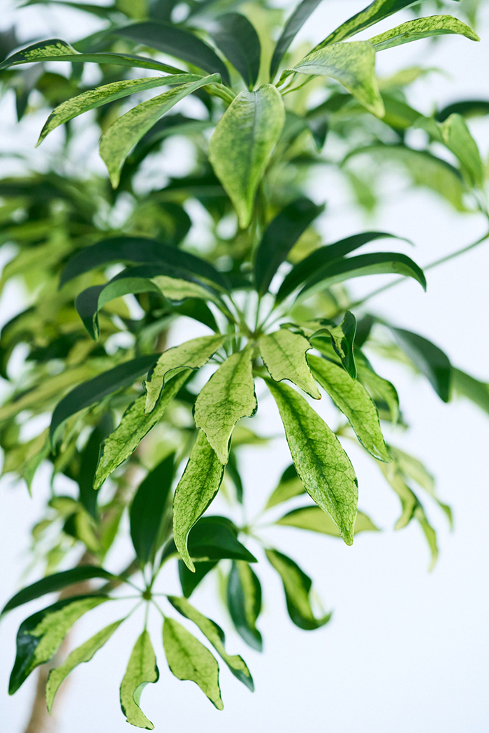 観葉植物 シェフレラ アッシュフォリア曲がり 一点もの(A)（10号鉢）の写真6枚目