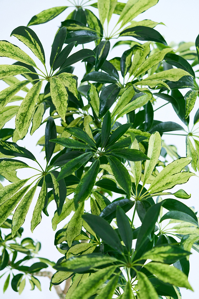 観葉植物 シェフレラ アッシュフォリア曲がり 一点もの(A)（10号鉢）の写真7枚目
