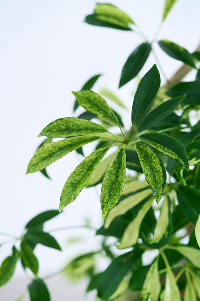 観葉植物 シェフレラ アッシュフォリア曲がり 一点もの(A)（10号鉢）の写真8枚目