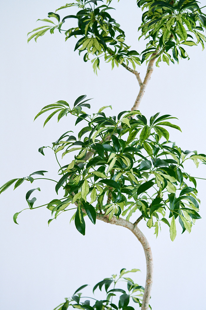 観葉植物 シェフレラ アッシュフォリア曲がり 一点もの(A)（10号鉢）の写真9枚目