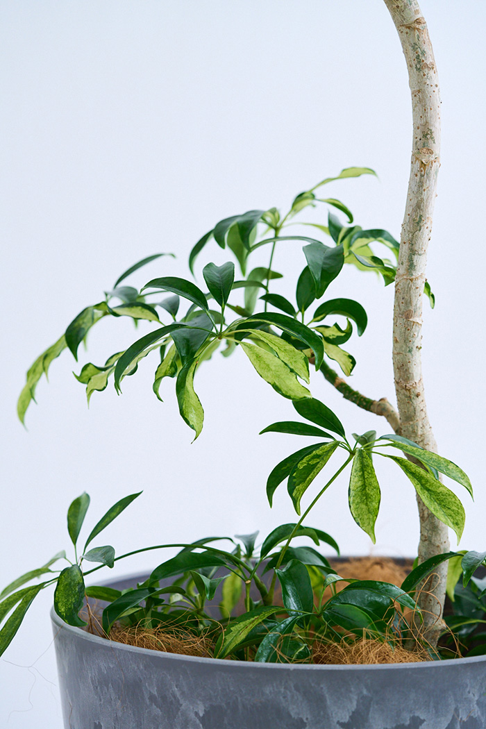 観葉植物 シェフレラ アッシュフォリア曲がり 一点もの(A)（10号鉢）の写真10枚目