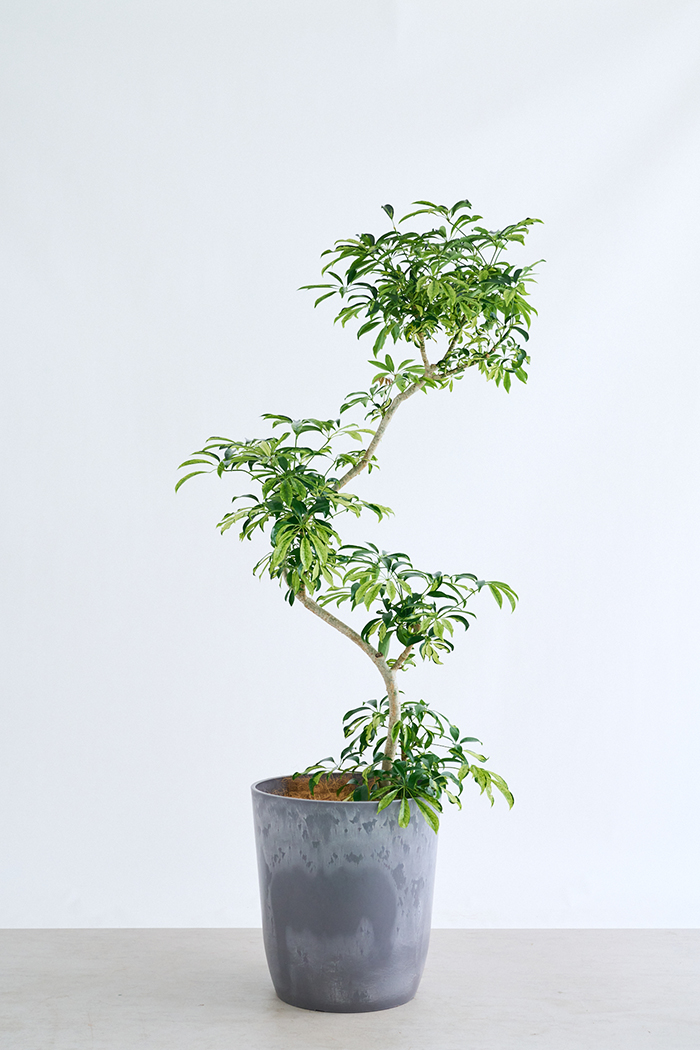 観葉植物 シェフレラ アッシュフォリア曲がり 一点もの(B)（10号鉢）の写真1枚目