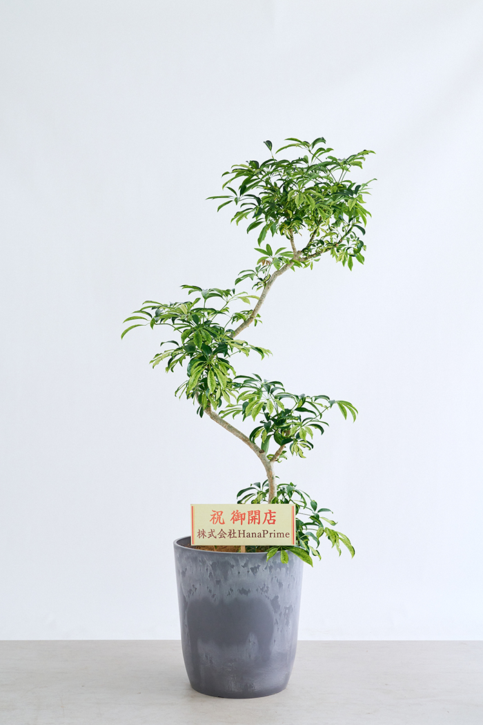 観葉植物 シェフレラ アッシュフォリア曲がり 一点もの(B)（10号鉢）の写真2枚目
