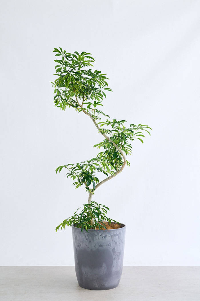 観葉植物 シェフレラ アッシュフォリア曲がり 一点もの(B)（10号鉢）の写真3枚目