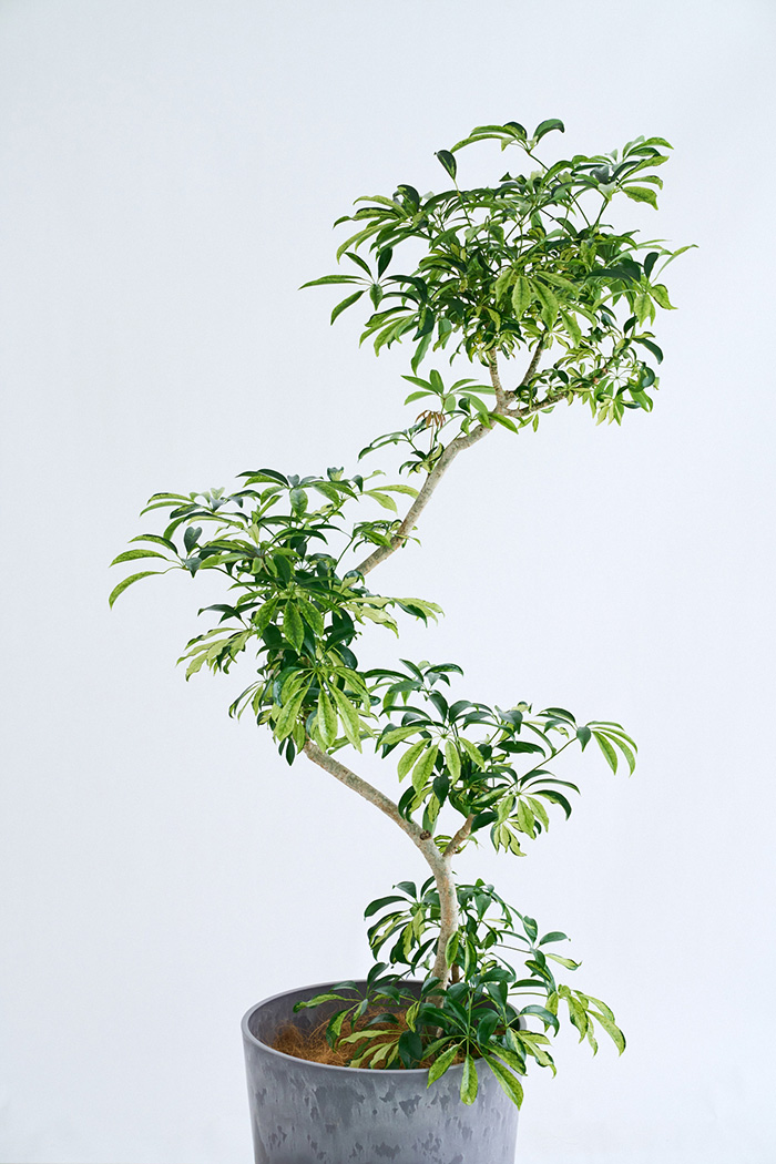 観葉植物 シェフレラ アッシュフォリア曲がり 一点もの(B)（10号鉢）の写真4枚目