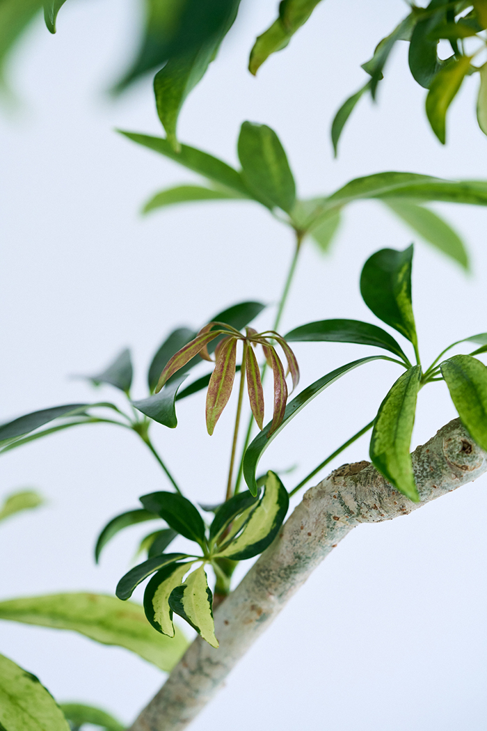 観葉植物 シェフレラ アッシュフォリア曲がり 一点もの(B)（10号鉢）の写真5枚目