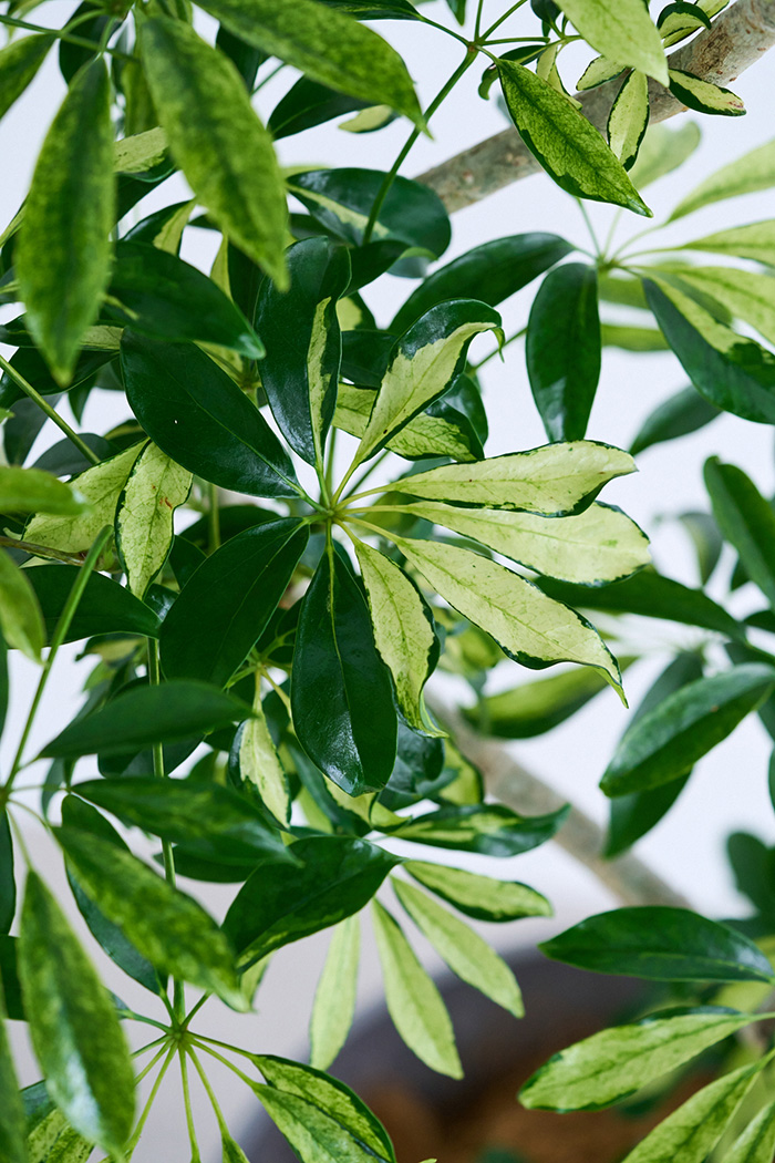 観葉植物 シェフレラ アッシュフォリア曲がり 一点もの(B)（10号鉢）の写真6枚目