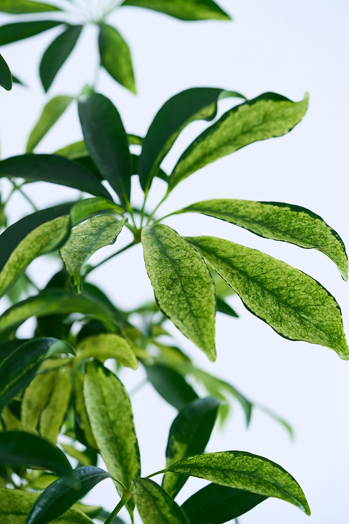 観葉植物 シェフレラ アッシュフォリア曲がり 一点もの(B)（10号鉢）の写真7枚目
