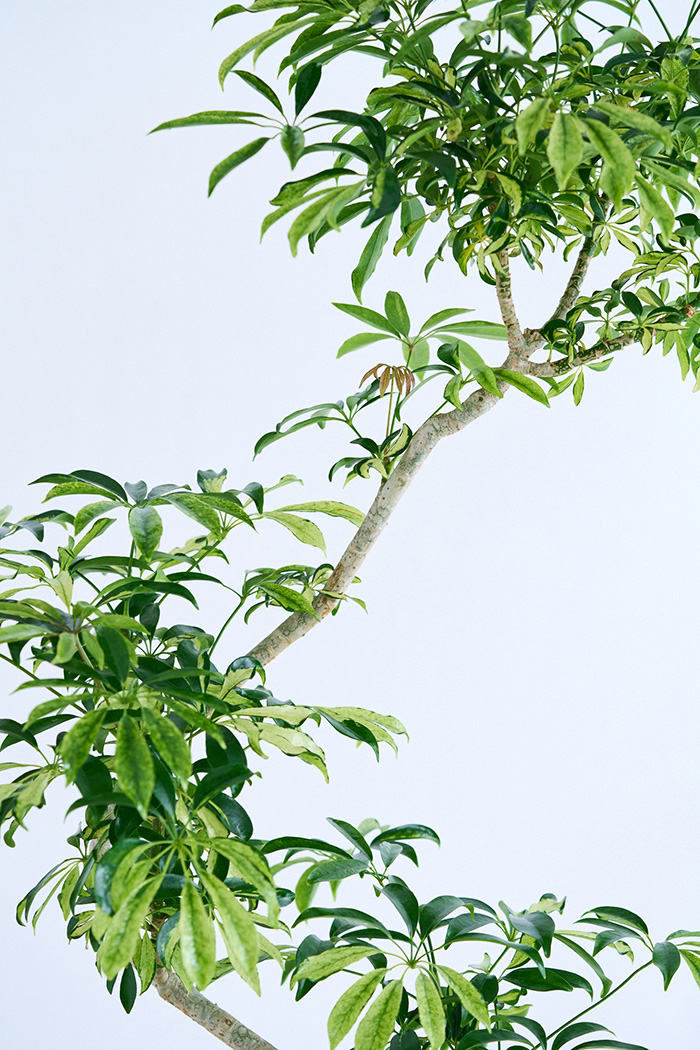観葉植物 シェフレラ アッシュフォリア曲がり 一点もの(B)（10号鉢）の写真8枚目