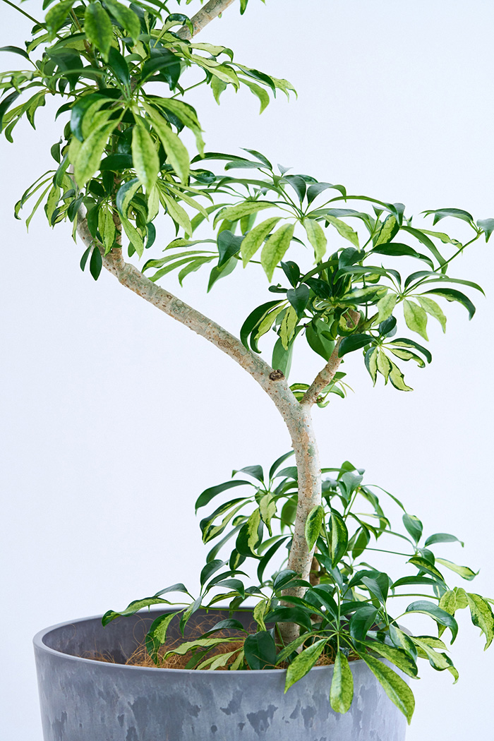観葉植物 シェフレラ アッシュフォリア曲がり 一点もの(B)（10号鉢）の写真9枚目