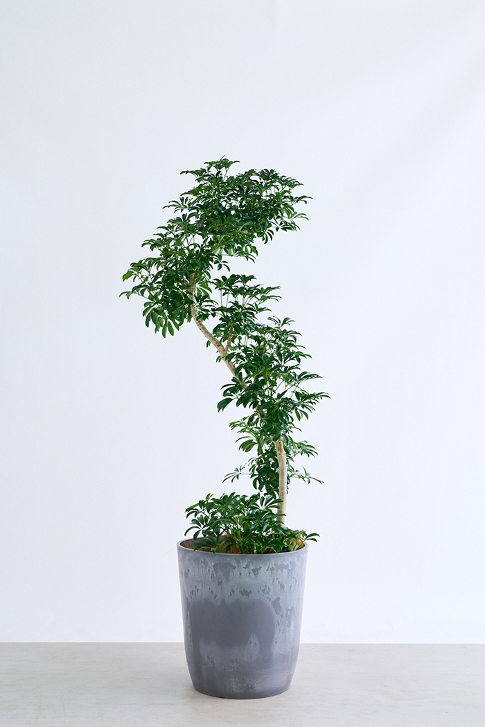 観葉植物 シェフレラ コンパクタ曲がり 一点もの（10号鉢）の写真1枚目