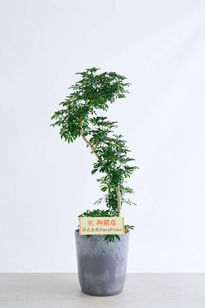 観葉植物 シェフレラ コンパクタ曲がり 一点もの（10号鉢）の写真2枚目