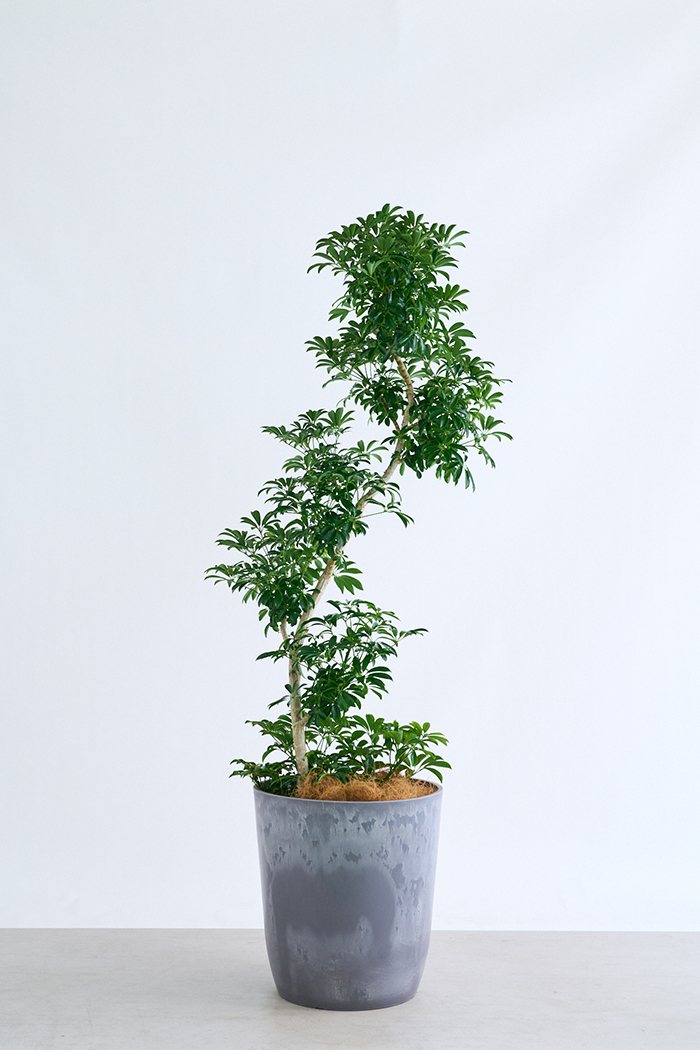 観葉植物 シェフレラ コンパクタ曲がり 一点もの（10号鉢）の写真3枚目