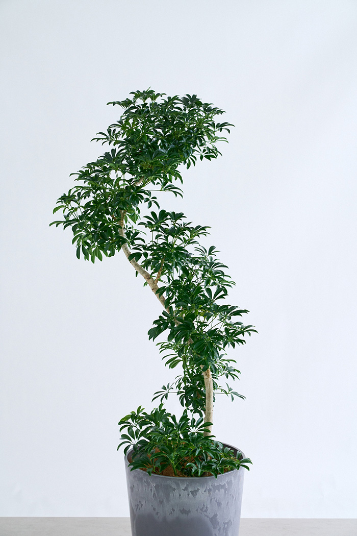 観葉植物 シェフレラ コンパクタ曲がり 一点もの（10号鉢）の写真4枚目