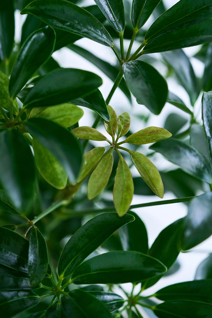 観葉植物 シェフレラ コンパクタ曲がり 一点もの（10号鉢）の写真5枚目