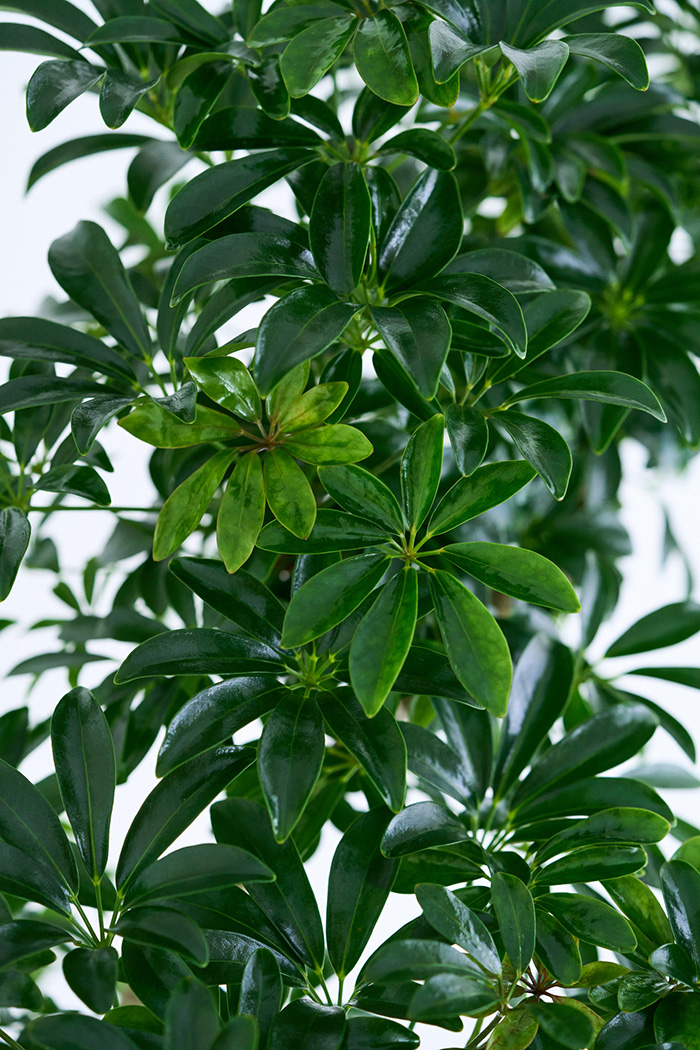 観葉植物 シェフレラ コンパクタ曲がり 一点もの（10号鉢）の写真6枚目