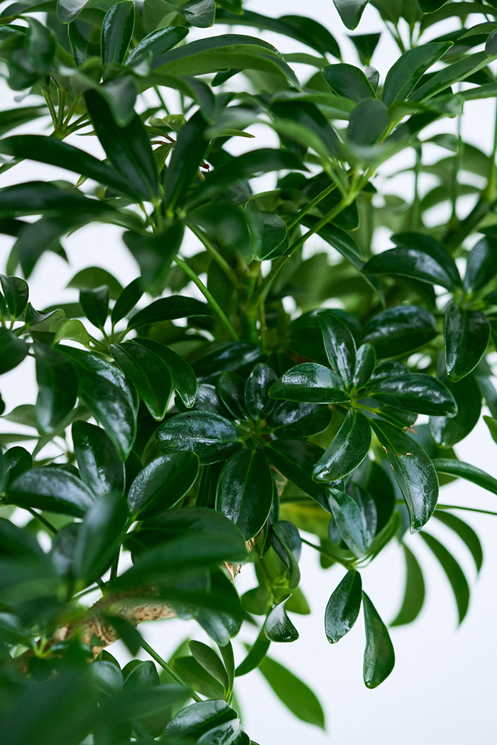 観葉植物 シェフレラ コンパクタ曲がり 一点もの（10号鉢）の写真7枚目